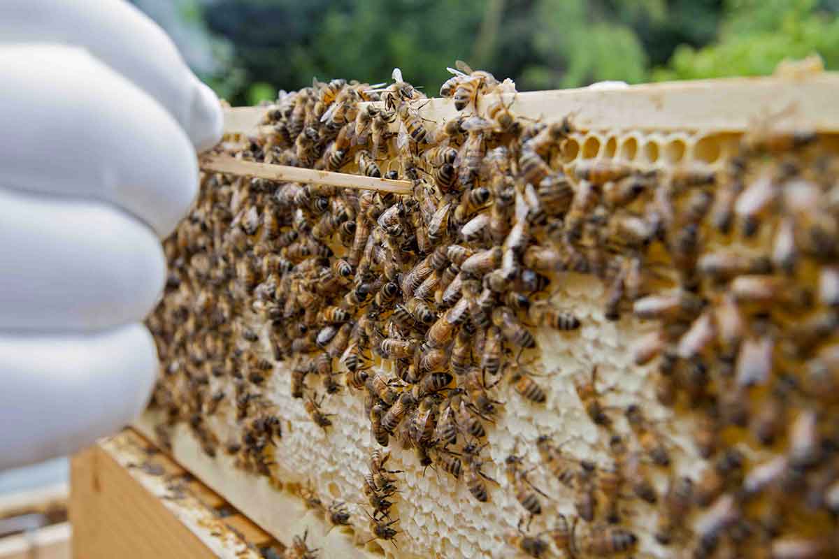 controllo umidità del miele del Miele del doge della Laguna di Venezia