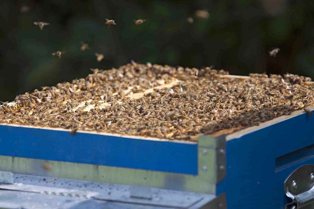 le api lasciate libere di svolgere le proprie attività