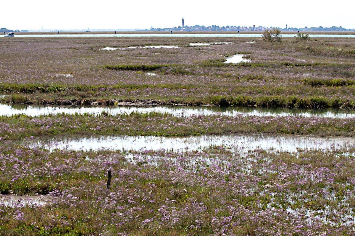 Barena coperta di limonio fiorito nella laguna di Venezia